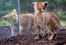 Schweriner Löwenbabys - Jens Büttner/dpa