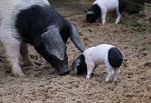 Schw&auml;bisch-H&auml;llische Ferkel im K&ouml;lner Zoo geboren - Sascha Thelen/dpa