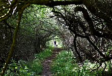 Dornr&ouml;schenwald - Benjamin M&ouml;ller