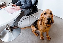 Hund im B&uuml;ro - Foto: Markus Scholz/dpa-tmn