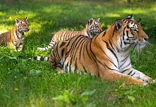 Tiger - Philipp Schulze/dpa