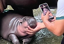 Zwergflusspferd Moo Deng in Thailand - Carola Frentzen/dpa