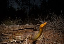 Schlange - Dr Christina Zdenek/University of Queensland/dpa