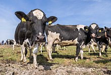 Treibhausgas Methan - Foto: Mohssen Assanimoghaddam/dpa