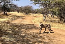 Gepard in Namibia - Kristin Palitza/dpa