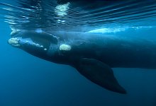 S&uuml;dkaper vor der K&uuml;ste der Halbinsel Valdes - Maxi Jonas/AP/dpa