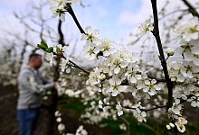 Obstblüte in NRW - Roberto Pfeil/dpa