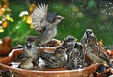Haussperlinge baden in einer Vogeltränke - Waltraud Grubitzsch/dpa