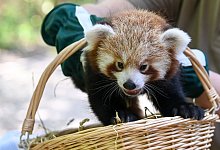 Nachwuchs bei den Roten Pandas - Foto: Jens Kalaene/dpa-Zentralbild/ZB