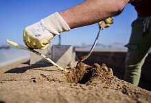 Spargelernte - Foto: Andreas Arnold/dpa