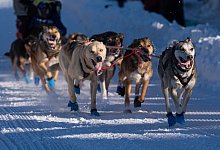 Iditarod-Hundeschlittenrennen - Loren Holmes/Anchorage Daily News via AP/dpa