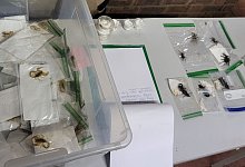 Zoll findet Vogelspinnen und Skorpione in Koffer - Hauptzollamt K&ouml;ln/dpa