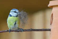 Blaumeise - Foto: Patrick Pleul