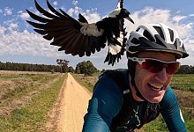 Australischer Magpie greift Radfahrer an - Shane Miller/GPLama/dpa