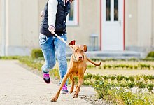 Ein Hund zieht an der Leine seiner Halterin - Monique Wüstenhagen/dpa-tmn