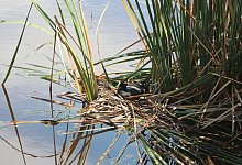 Ein Kammblässhuhn im Wasser - Christian Selz/dpa-tmn