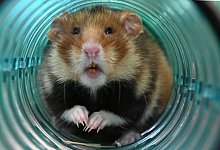 Feldhamster - Axel Seidemann/dpa