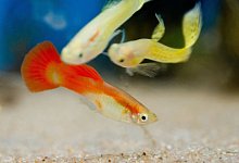 Fische Haus: Teich und Aquarienwasser Eimer - Foto: Franziska Gabbert/dpa-tmn