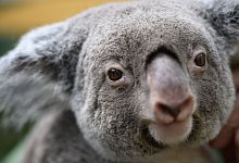 Großes Koala-Nationalparkprojekt in Australien - Robert Michael/dpa
