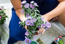 Frau hält Astern in der Hand - Franziska Gabbert/dpa-tmn