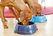 Schlingen verhindern - Foto: Monique W&uuml;stenhagen