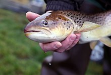 Meerforelle - Ronny Hartmann/dpa-Zentralbild/dpa