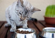 Trockenfutter f&uuml;r Katzen - Foto: Silvia Marks