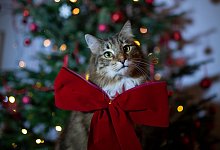 Eine Katze mit roter Schleife sitzt vor einem Weihnachtsbaum - Ina Fassbender/dpa-tmn