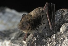 Rauhautfledermaus - Foto: Dietmar Nill/NABU/dpa-tmn