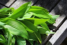 Bärlauch - Foto: Karl-Josef Hildenbrand/dpa-tmn