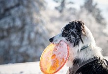 Border Collie Nero - Frank Rumpenhorst/dpa/Frank Rumpenhorst/dpa