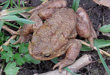 erdkrote_gro - NABU Leopoldsh&ouml;he/Dirk Rosenlicht