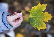 Gr&uuml;n-gelbes Blatt - Foto: Florian Schuh/dpa-tmn