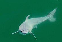 Wei&szlig;er Hai - Carlos Gauna/The Malibu Artist/dpa