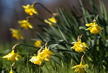 Tod Narzissen Blumenzwiebeln Gefahr Haustiere Garten - Foto: Florian Schuh/dpa-tmn