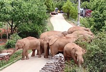Elefantenwanderung - Foto: Uncredited/Yunnan Forest Fire Brigade/AP/dpa