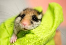 Gartenschl&auml;fer - Alexander Heinl/dpa