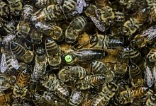 Bienen in einem Begattungskasten im Bienenzuchtzentrum Bantin. Die Bienenk&ouml;nigin tr&auml;gt ein Pl&auml;ttchen samt Zuchtbuchnummer. - Ulrich Perrey/dpa