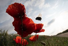 Insektensterben - Sebastian Gollnow/dpa