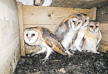 Schleiereulen - Peter Frantzeck/Peter Franzeck/BUND Herford