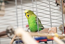 Vogel im K&auml;fig - Foto: Christin Klose/dpa-tmn/Archiv