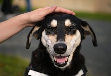 Hund - Foto: Nicolas Armer/dpa