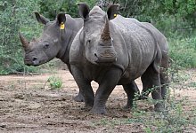 Nash&ouml;rner in S&uuml;dafrika - Kristin Palitza/dpa