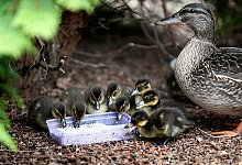  - SYMBOLFOTO: MENZEL