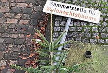 Tannenbaum - Archivfoto: Tanja Watermann