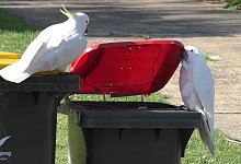 Kakadus - Foto: Barbara Klump/Max Planck Institute of Animal Behavior via AAP/dpa