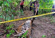 Sumatra-Tiger - Foto: East Aceh Police/East Aceh Police/AP/dpa