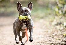 Franz&ouml;sische Bulldogge - Foto: Christin Klose/dpa-tmn