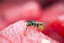 Wespe auf einer Melone - Foto: Inga Kjer