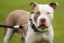 Verbot von XL Bullys in England - Jacob King/Press Association/dpa
